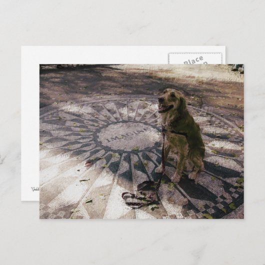 Golden in aardbeivelden, ook bekend als "Imagine"- Briefkaart (Voorkant / Achterkant)