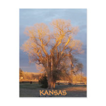 Golden Kansas Cottonwood Tree Briefkaart