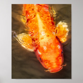 Golden Koi Swimming Fish Foto Poster