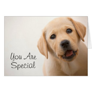Golden Labrador
