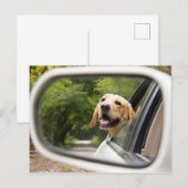 Golden Labrador in Rearview Mirror Briefkaart (Voorkant / Achterkant)