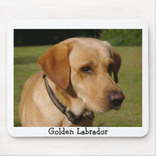 Golden Labrador Muismat