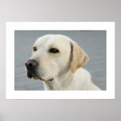 Golden Labrador Poster (Voorkant)