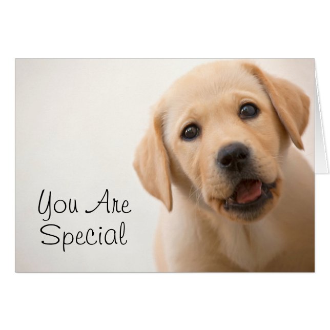 Golden Labrador Puppy (Voorkant Horizontaal)