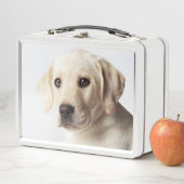 Golden Labrador Puppy Closeup (In situ)