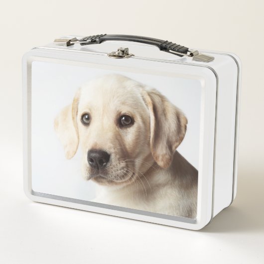 Golden Labrador Puppy Closeup (Voorkant)