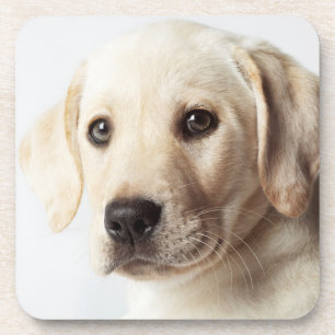 Golden Labrador Puppy Closeup Bier Onderzetter