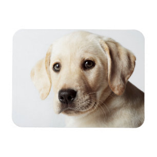 Golden Labrador Puppy Closeup Magneet
