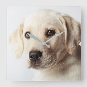 Golden Labrador Puppy Closeup Vierkante Klok