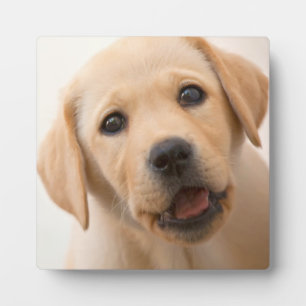Golden Labrador Puppy Fotoplaat