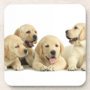 Golden Labrador Puppy Pile Bier Onderzetter