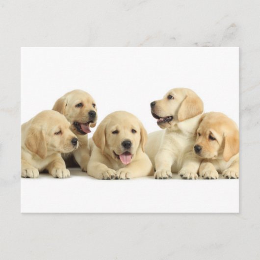 Golden Labrador Puppy Pile Briefkaart (Voorkant)