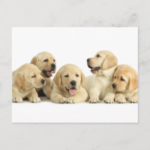 Golden Labrador Puppy Pile Briefkaart