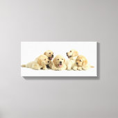 Golden Labrador Puppy Pile Canvas Afdruk (Voorkant)