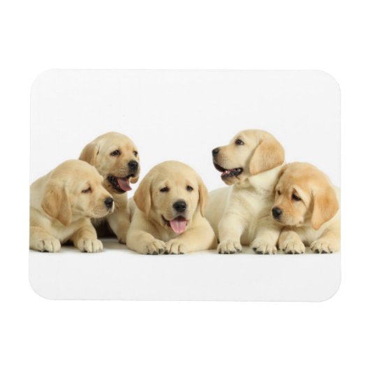 Golden Labrador Puppy Pile Magneet (Horizontaal)