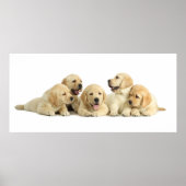 Golden Labrador Puppy Pile Poster (Voorkant)