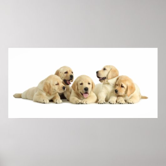 Golden Labrador Puppy Pile Poster (Voorkant)