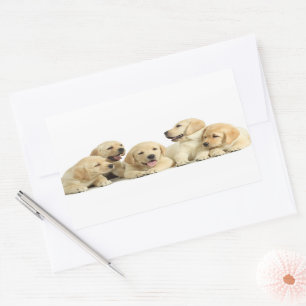 Golden Labrador Puppy Pile Rechthoekige Sticker
