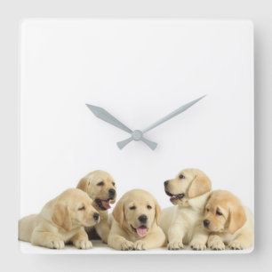Golden Labrador Puppy Pile Vierkante Klok