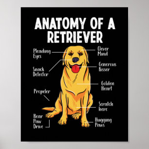 Golden Labrador Retriever-anatomie van een rederij Poster