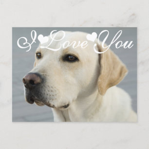 Golden Labrador Retriever Foto Afbeelding waar ik  Briefkaart