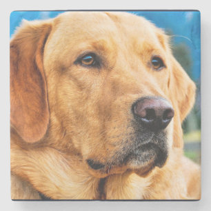 Golden Labrador Retriever Stenen Onderzetter