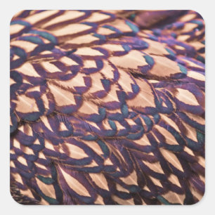 Golden Laced Wyandotte Chicken Vierkante Sticker