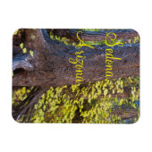 Golden Leaves op West Fork Trail Magneet (Horizontaal)