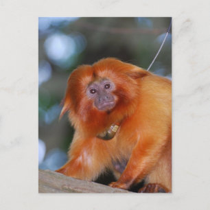 Golden Lion Tamarin Briefkaart