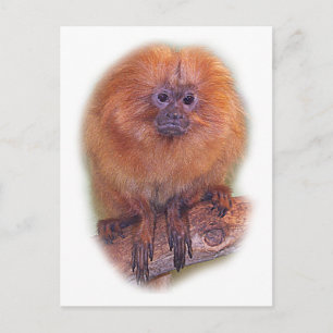 Golden Lion Tamarin, Golden Marmoset Monkey Brazil Briefkaart