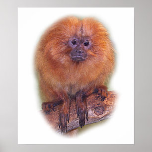 Golden Lion Tamarin, Golden Marmoset Monkey Brazil Poster