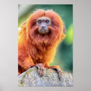 Golden Lion Tamarin kwam bij het sluiten van de lo Poster