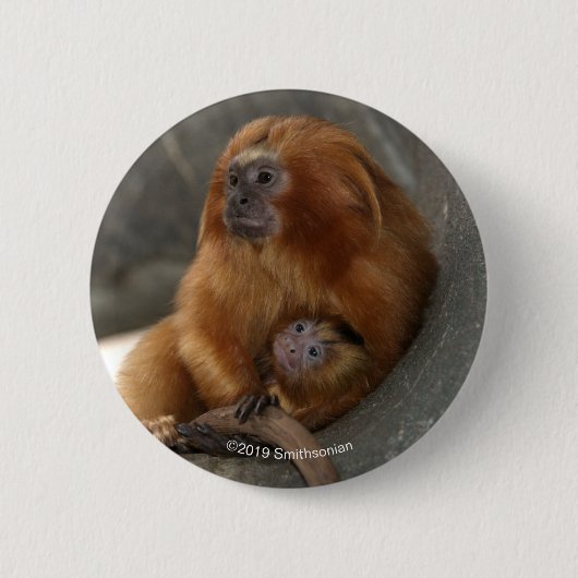 Golden Lion Tamarin met Baby 2 Ronde Button 5,7 Cm (Voorkant)