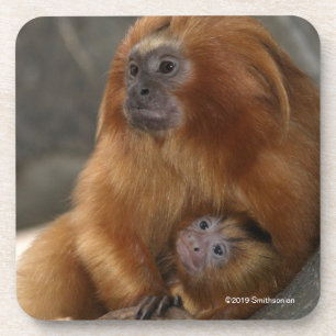 Golden Lion Tamarin met Baby Bier Onderzetter