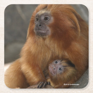 Golden Lion Tamarin met Baby Vierkante Kartonnen Onderzetter
