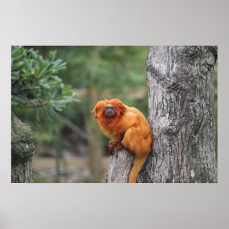 Golden Lion Tamarin Poster