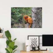 Golden Lion Tamarin Poster (Bureau à domicile)