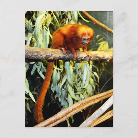Golden Lion Tamarin Whats Up, Briefkaart (Voorkant)