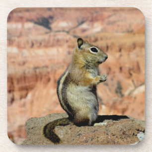 Golden Mantled Ground Squirrel Bier Onderzetter