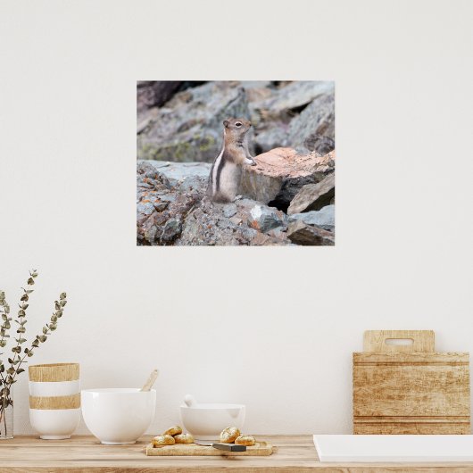 Golden Mantled Ground Squirrel bij Glacier II Poster (Keuken)