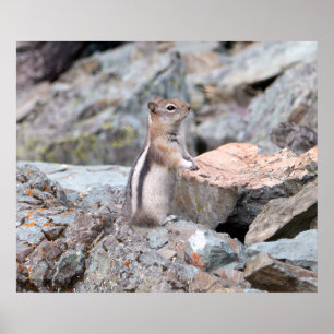 Golden Mantled Ground Squirrel bij Glacier II Poster