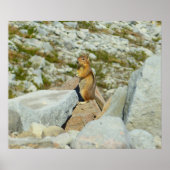 Golden-Mantled Ground Squirrel bij Mount Rainier Poster (Voorkant)