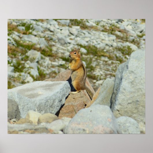 Golden-Mantled Ground Squirrel bij Mount Rainier Poster (Voorkant)