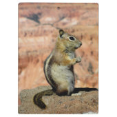 Golden Mantled Ground Squirrel Klembord (Achterkant)