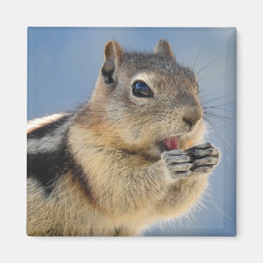 Golden Mantled Ground Squirrel Magnet Magneet (Voorkant)