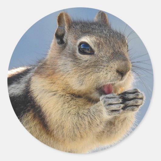Golden Mantled Ground Squirrel Sticker (Voorkant)