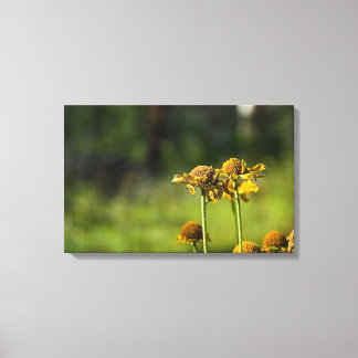 Golden Meadow Bloem Canvas Afdruk