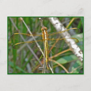Golden Meadowhawk (Sympetrum) Dragonfly Items Briefkaart