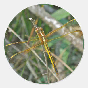 Golden Meadowhawk (Sympetrum) Dragonfly Items Ronde Sticker