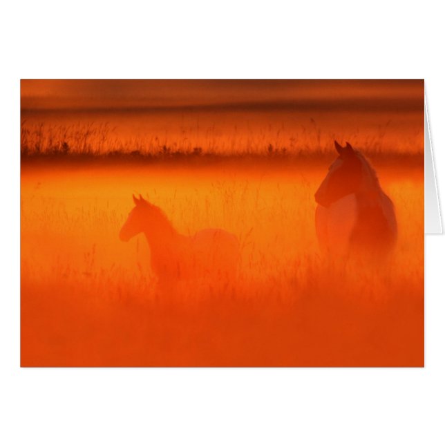 Golden Moment (Voorkant Horizontaal)